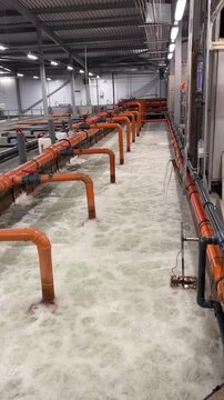 Trout farm. Business. Trout farming. Raising trout from egg to large fish