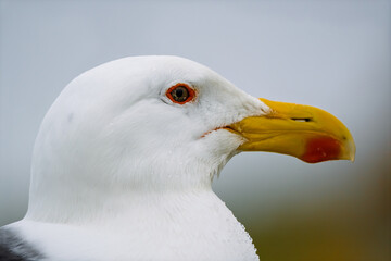 Extreme close-up profile portrait of a Great Black-backed Gull (Larus marinus) head with water droplets © Jhony