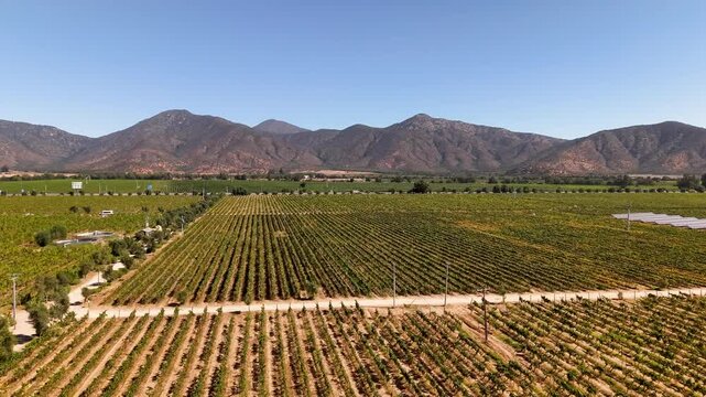 Aerial drone view of Chilean vineyard rows stretching toward Andes foothills under clear blue sky, Casablanca Valley wine country landscape
