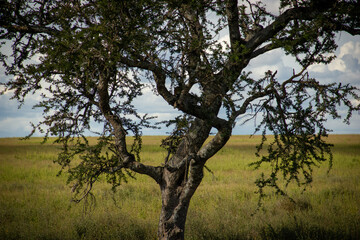 Cheetah & Tree, Serengeti © Jelena