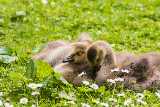 Cute gosling sitting in the green grass close up portraits of cuddling cute fluffy gosling  goose babys soft bokeh