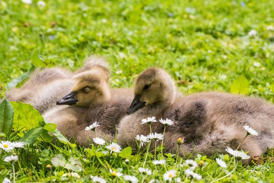 Cute gosling sitting in the green grass close up portraits of cuddling cute fluffy gosling  goose babys soft bokeh