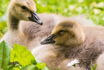 Cute gosling sitting in the green grass close up portraits of cuddling cute fluffy gosling  goose babys soft bokeh © Stephan