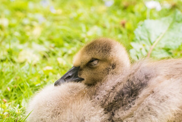 Cute gosling sitting in the green grass close up portraits of cuddling cute fluffy gosling  goose babys soft bokeh © Stephan