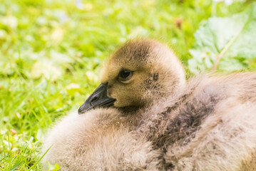 Cute gosling sitting in the green grass close up portraits of cuddling cute fluffy gosling  goose babys soft bokeh © Stephan