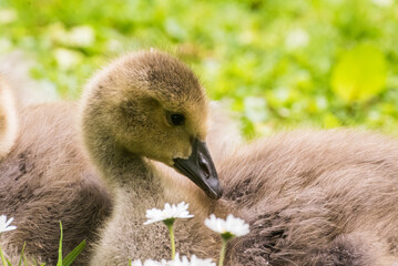 Cute gosling sitting in the green grass close up portraits of cuddling cute fluffy gosling  goose babys soft bokeh © Stephan