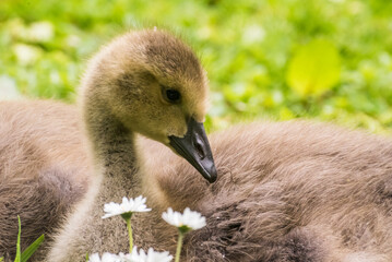 Cute gosling sitting in the green grass close up portraits of cuddling cute fluffy gosling  goose soft bokeh © Stephan