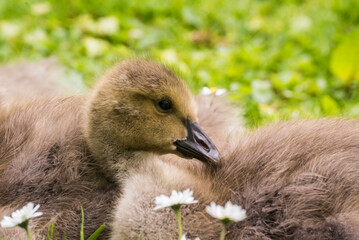 Cute gosling sitting in the green grass close up portraits of cuddling cute fluffy gosling  goose babys soft bokeh © Stephan