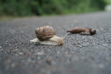 snail on the road © Ivan