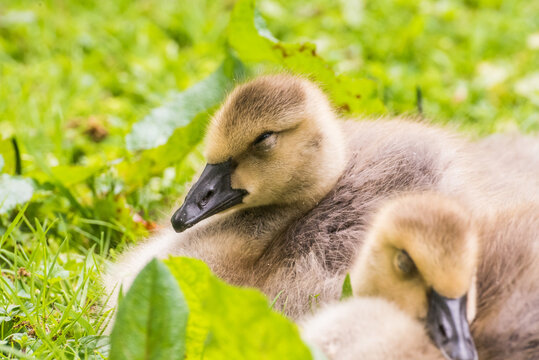 Cute gosling sitting in the green grass close up portraits of cuddling cute fluffy gosling  goose babys soft bokeh