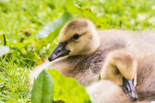 Cute gosling sitting in the green grass close up portraits of cuddling cute fluffy gosling  goose babys soft bokeh