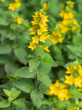 Zu sehen ist eine Nahaufnahme von gelb bl&uuml;henden Pflanzen des Punktierten Gilbweiderichs (Lysimachia punctata).