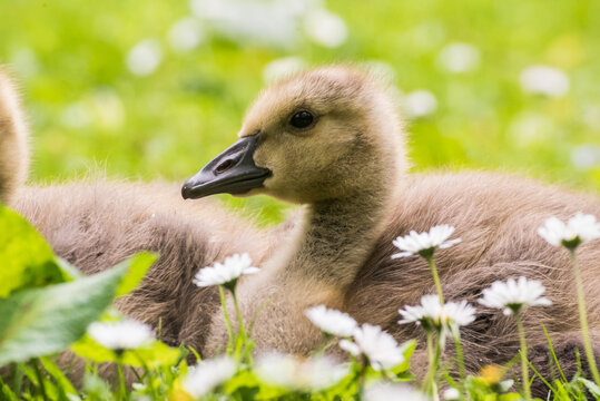 Cute gosling sitting in the green grass close up portraits of cuddling cute fluffy gosling  goose soft bokeh