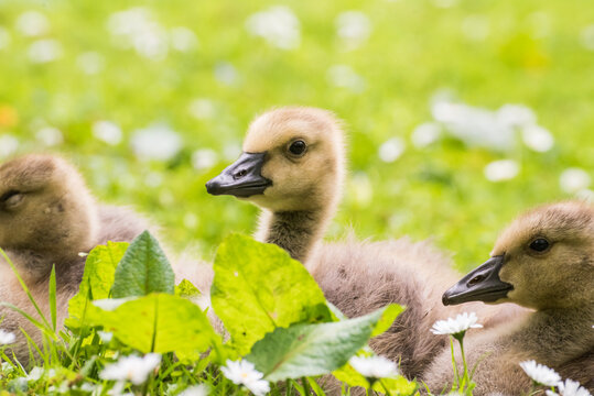 Cute gosling sitting in the green grass close up portraits of cuddling cute fluffy gosling  goose babys soft bokeh