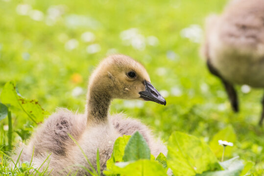 Cute gosling sitting in the green grass close up portraits of cuddling cute fluffy gosling  goose babys soft bokeh
