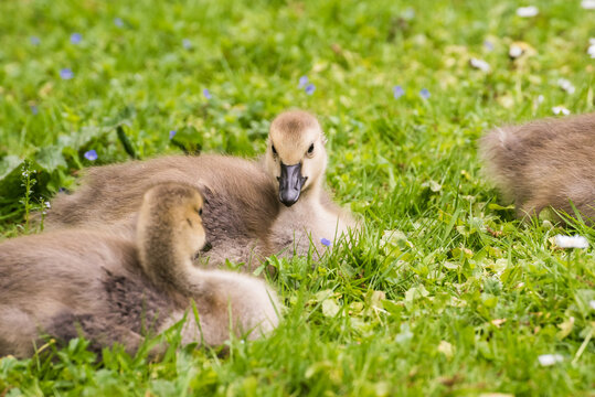 Cute gosling sitting in the green grass close up portraits of cuddling cute fluffy gosling  goose babys soft bokeh