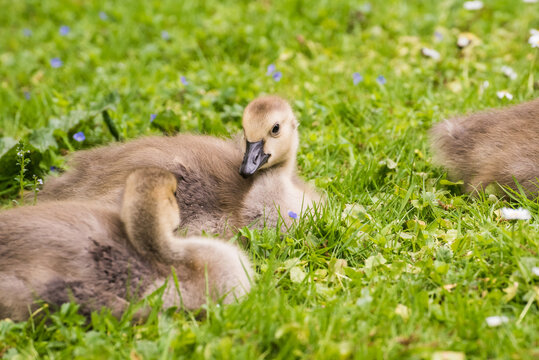 Cute gosling sitting in the green grass close up portraits of cuddling cute fluffy gosling  goose babys soft bokeh