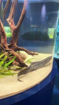 A patterned bichir swims along the bottom of the aquarium next to a piece of driftwood.
