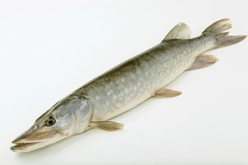 Naklejka premium Single spotted muskellunge on a pure white background with detailed scale texture