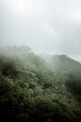 Naklejka premium Scenic vertical view of dense green forest covered in thick fog and mist.