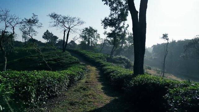 Sreemangal Tea Garden, Sylhet
