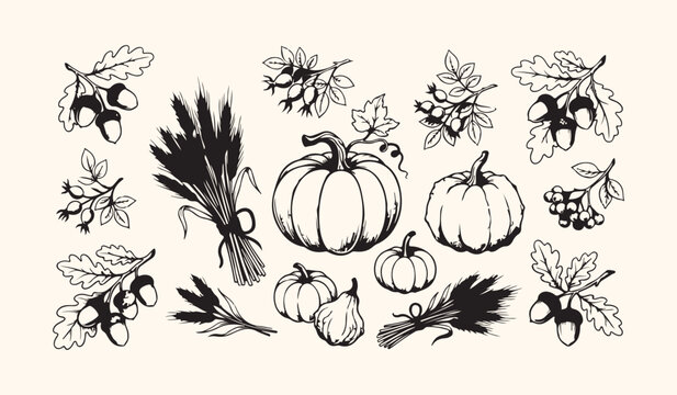 Autumn harvest illustration set featuring pumpkins and acorns white background and color black botanical seasonal agriculture vegetable white background and color black