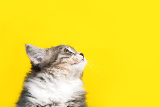 Fluffy gray and white cat gazing upward against a vibrant yellow background, ideal for pet concepts, advertising, or playful designs.