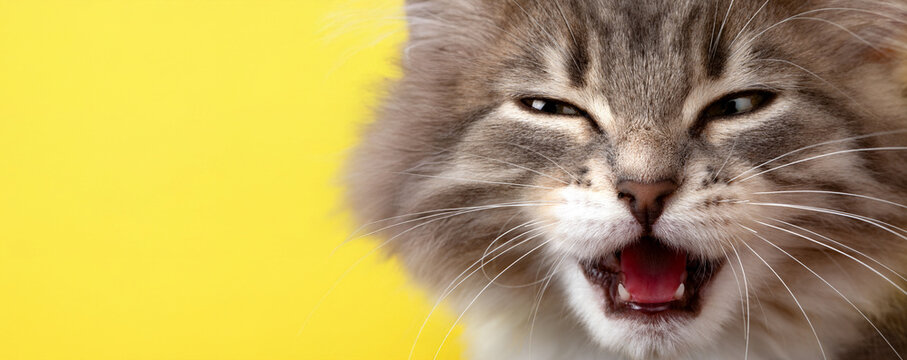 Close-up of a fluffy cat with an expressive face against a bright yellow background, ideal for pet and lifestyle concepts.