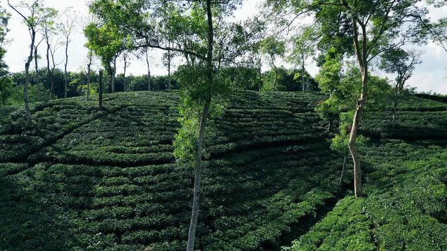 Green Tea Plantation, Sylhet Bangladesh