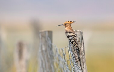 A Eurasian Hoopoe (Upupa epops) perched on a garden fence at Lake Erçek in Van. © selim