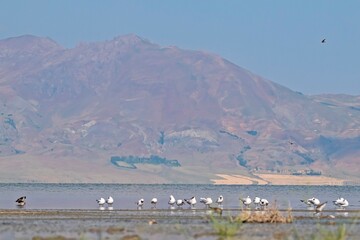 Naklejka premium A large number of waterbirds and shorebirds inhabit Lake Erçek in Van province. Lake Erçek is the region's most important bird sanctuary.