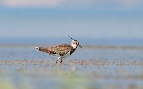 A Northern Lapwing (Vanellus vanellus) is foraging on the shore of Lake Er&ccedil;ek in Van.