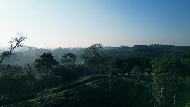 Drone View Of Sreemangal Hilly Tea Garden