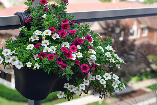 Eye-level close-up showing black hanging pot filled with blooming pink and white calibrachoa flowers on balcony railing with blurred suburban background