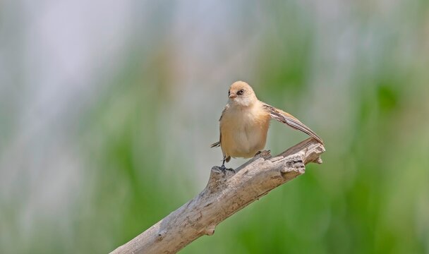 A large number of Bearded Reedlings (Panurus biarmicus) are found in the wetlands of Lake Er&ccedil;ek in Van.