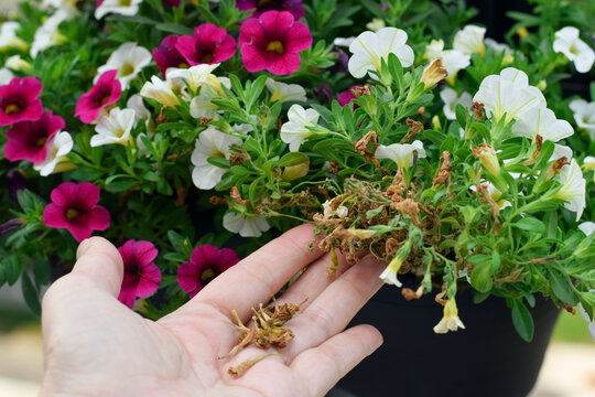 Close-up side view showing open hand holding cluster of removed dried brown calibrachoa flower with blooming plant in background