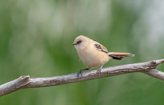 A large number of Bearded Reedlings (Panurus biarmicus) are found in the wetlands of Lake Er&ccedil;ek in Van.