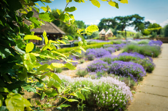 Shallow focus of green shrubbery seen to the entrance to rows of lavender plants seen in a Norfolk, UK garden nursery. The nearby shrubs act as a natural entrance to the lavender plants.