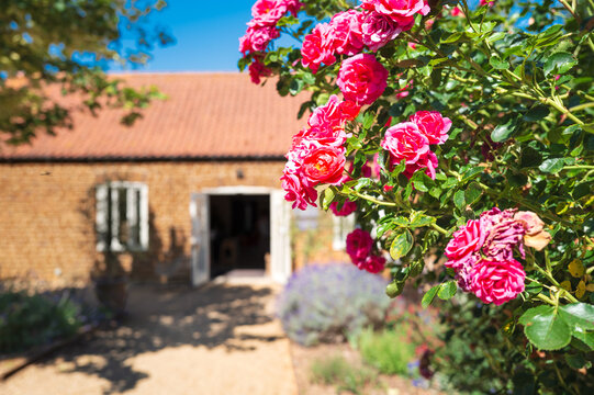 Shallow focus of wonderful pink roses seen near the entrance to a private house in Britain. Note the lavender herb bushes near the path.