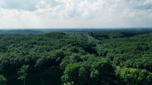 Tea Garden Aerial View,  Sreemangal, Sylhet