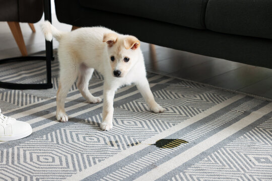 Puppy and pee stain on rug at home. space for text