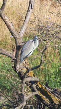 A grey heron (Ardea cinerea) perched on a dry tree branch in a swamp