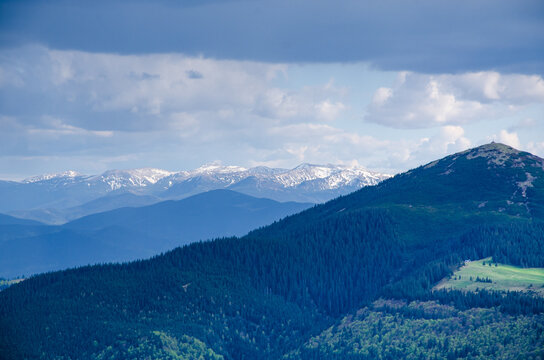 Beautiful mountain peak in clouds with evergreen fir trees foreground. Mount Khomiak peak with pine forest in Carpathian mountains Ukraine. View of the snow-capped mountains, Hoverla, and Petros