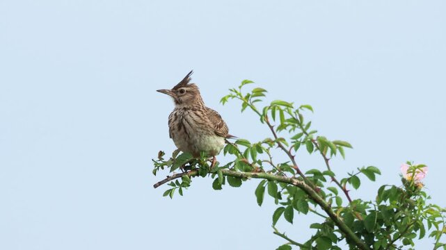 The crested lark (Galerida cristata) perched on a wild dog rose branch, calling for a few moments before taking flight.