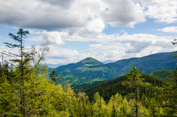 Obraz premium Beautiful mountain peak in clouds with evergreen fir trees foreground. Mount Khomiak peak with pine forest in Carpathian mountains Ukraine