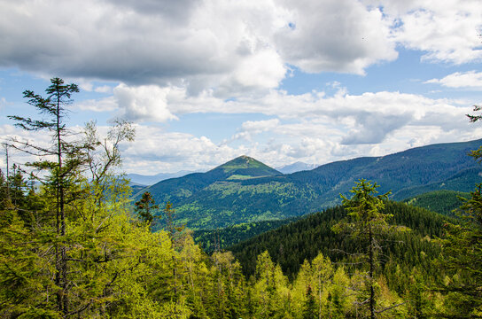 Beautiful mountain peak in clouds with evergreen fir trees foreground. Mount Khomiak peak with pine forest in Carpathian mountains Ukraine