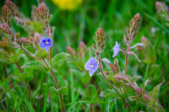 Beautiful blooming germander speedwell veronica chamaedrys flowers in green grass