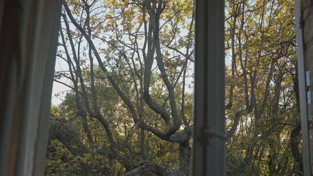 Warm sunlight shining through the gnarled branches of autumn trees, viewed from inside through an old window, creating a serene and picturesque natural scene of the changing seasons