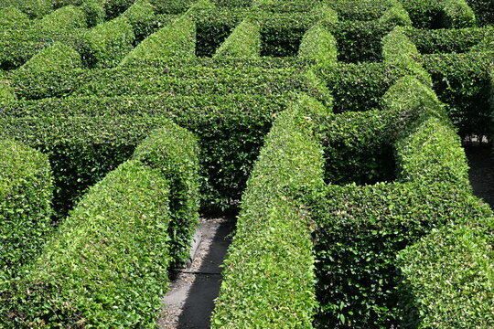Green Hedge Maze at Laberinto Macondo near Tayrona National Park, Colombia