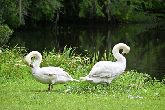 Two elegant mute swans preening beside the tranquil waters of Swan Lake Iris Gardens in Sumter, South Carolina, USA. Surrounded by lush green vegetation and calm reflections.